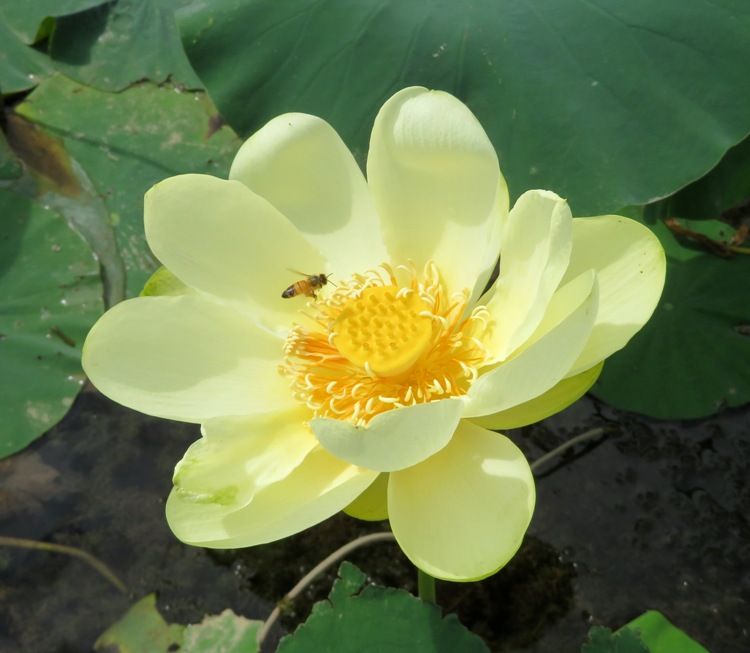 Bee at lotus flower