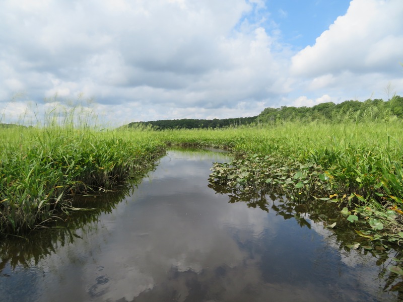 Spatterdock and wild rice along narrow tributary