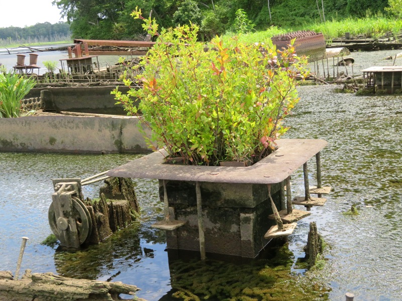 Metal scrap with plants growing out of it