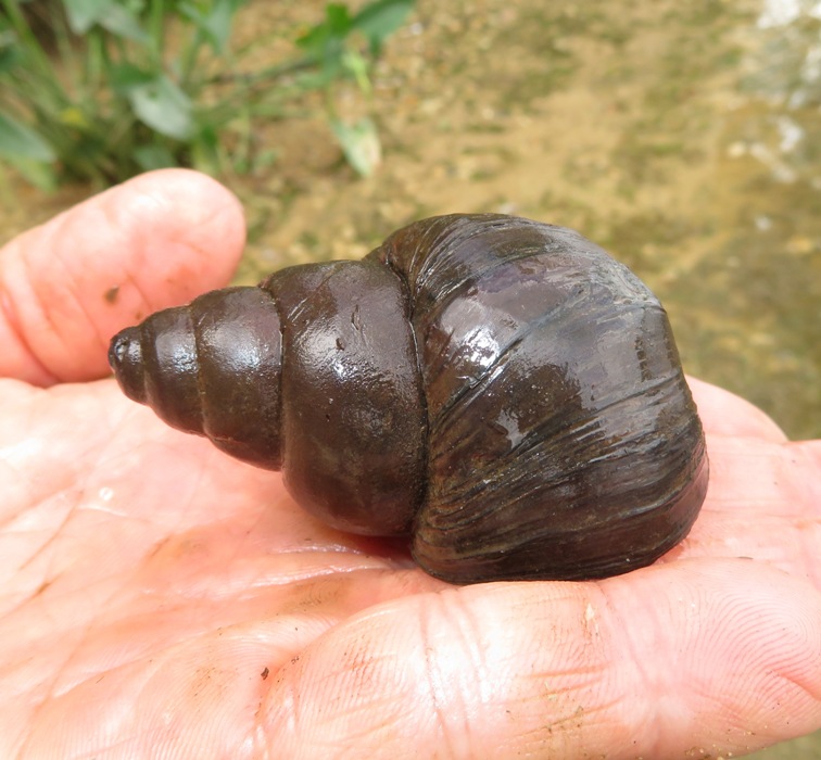 Mystery snail on my hand