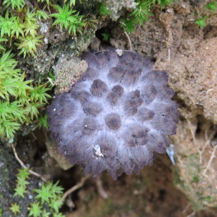 Old man of the woods mushroom