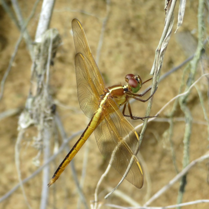 Looking from right side at golden-winged skimmer dragonfly
