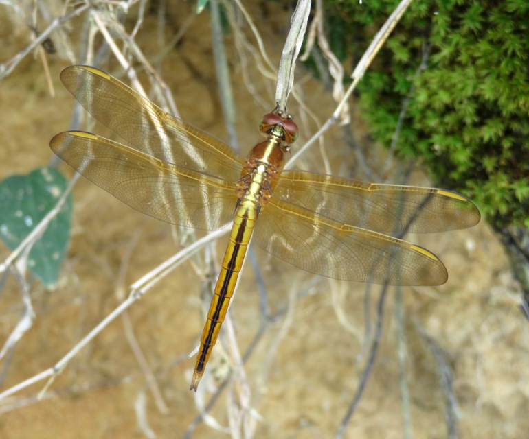 Looking down on golden-winged skimmer dragonfly