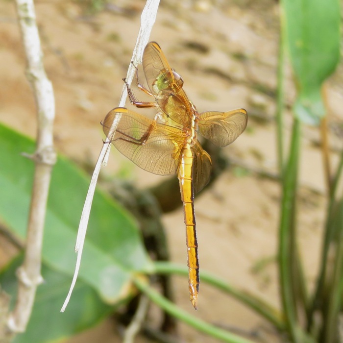 Looking from left side at golden-winged skimmer dragonfly