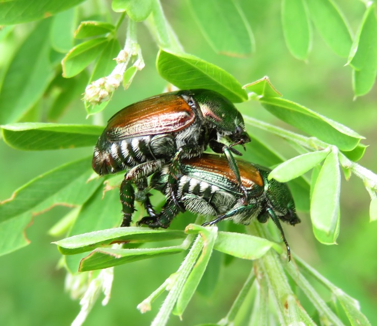 Different view of Japanese beetles