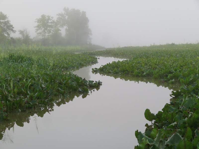 Galloway Creek in fog