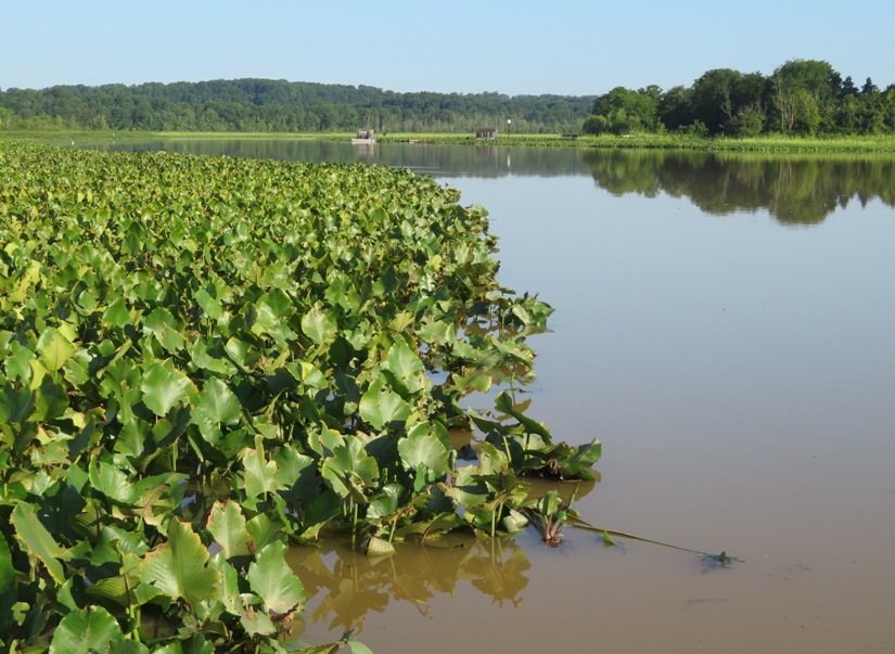 Spatterdock with structures in background at Pig Point