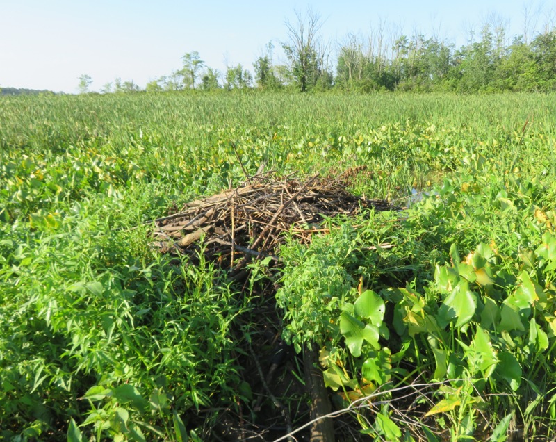 Beaver lodge