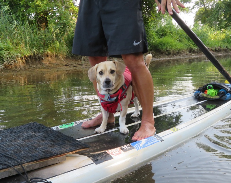 Daphne standing between my legs on SUP