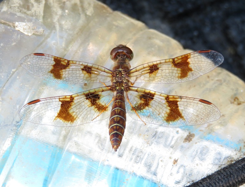 Female Eastern Amberwing dragonfly on bottle