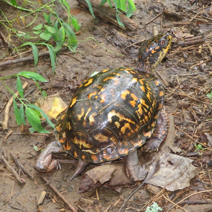 Box turtle looking alert