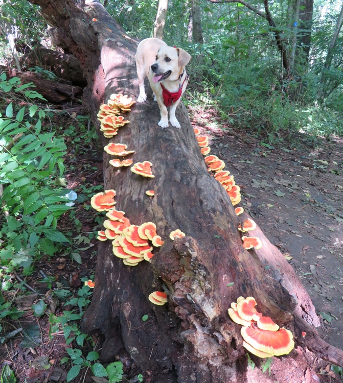 Daphne standing on a log covered with chicken of the woods