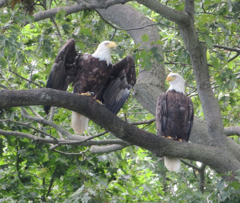 Two perched bald eagles, one with wings partially outstretched