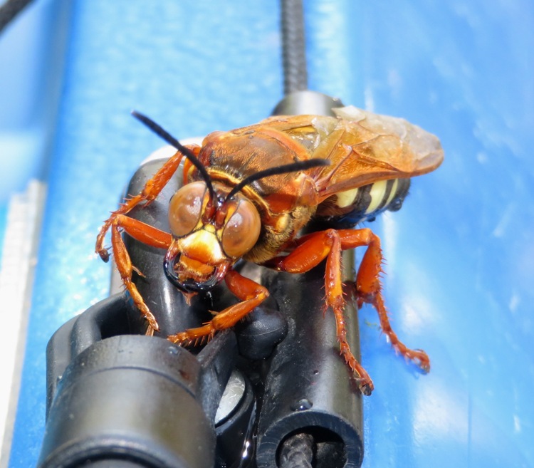Head-on view of eastern cicada killer on Norma's kayak