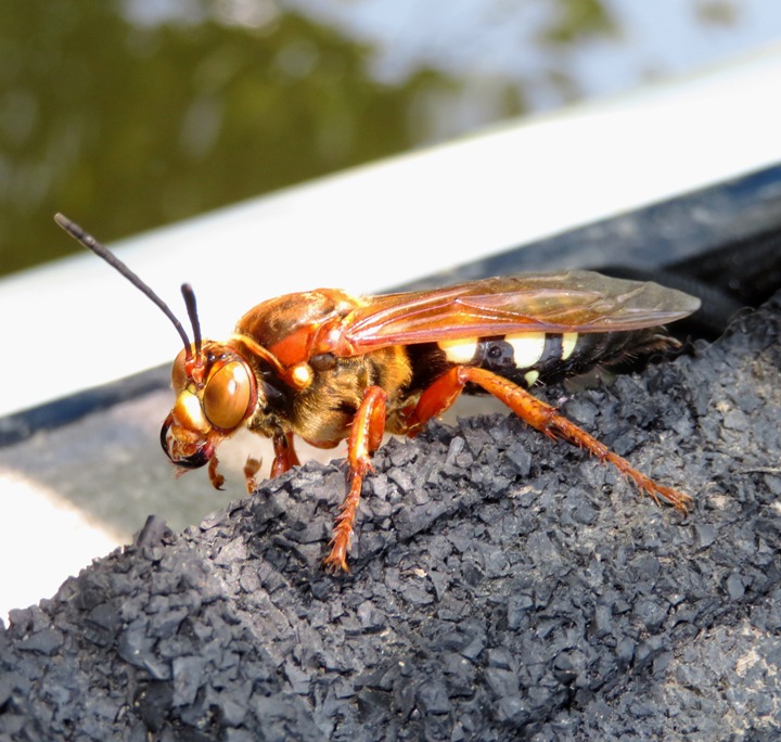 Side view of eastern cicada killer on SUP