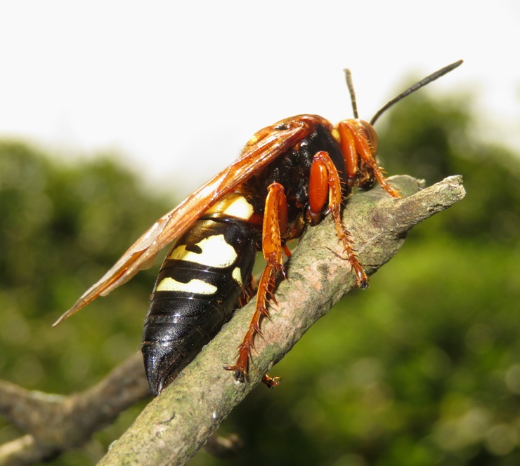 Partial rear view of eastern cicada killer on stick