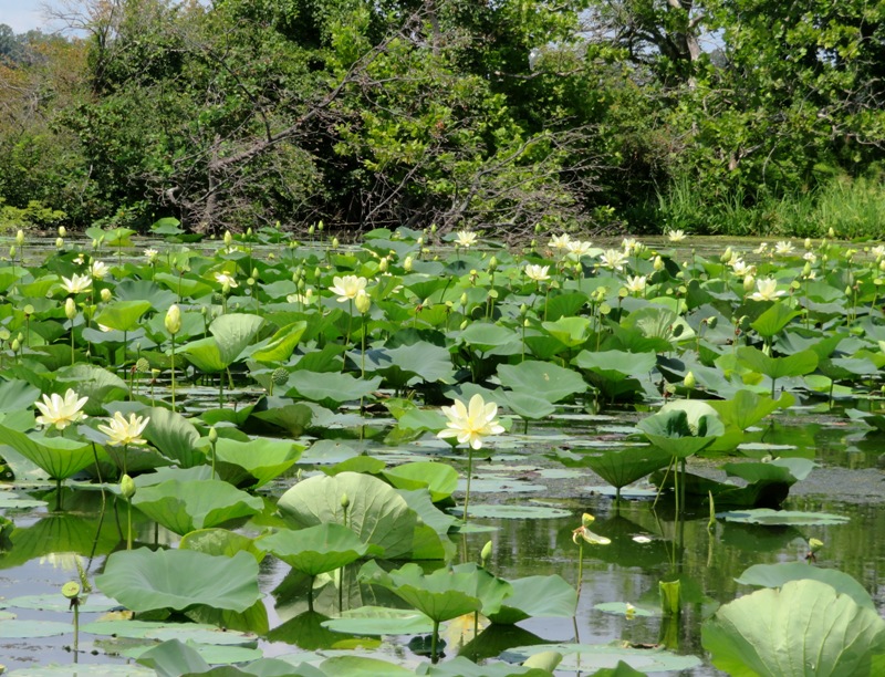 Several American lotus flowers