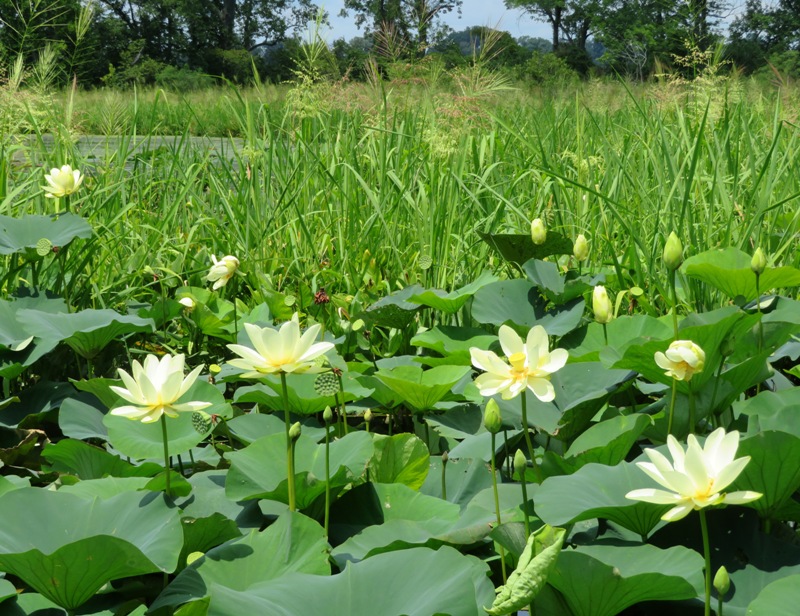 Wild rice growing behind lotus flowers