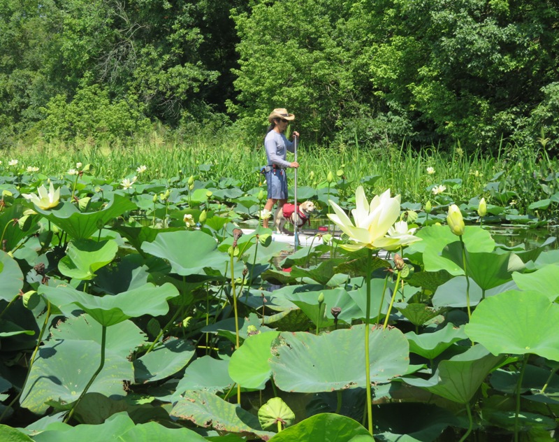 Daphne and I paddleboarding amongst the lotuses