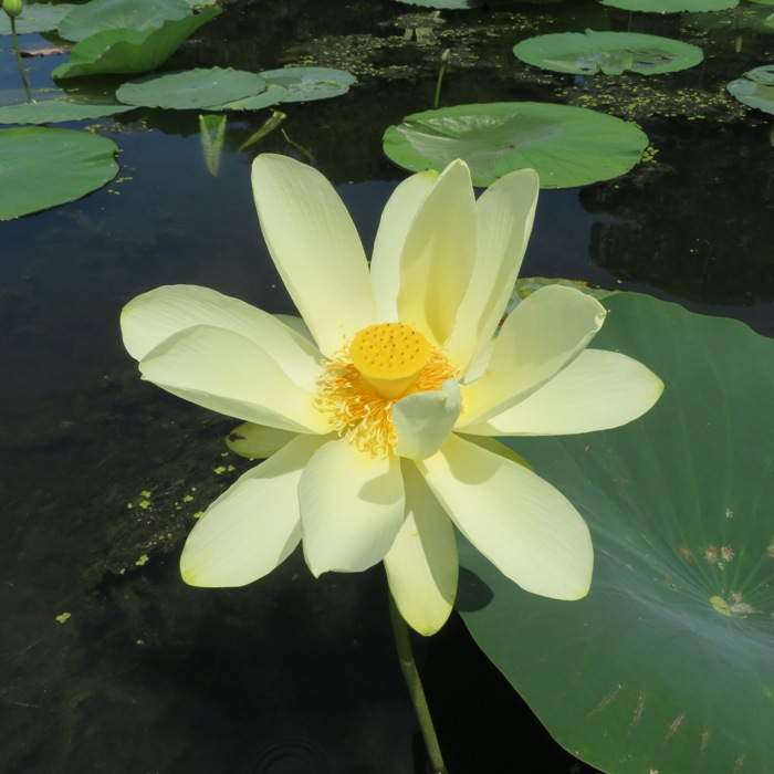 Single lotus flower in bright light
