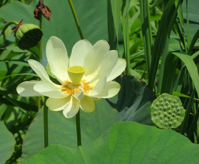 Lotus showing its cone-shaped receptacle