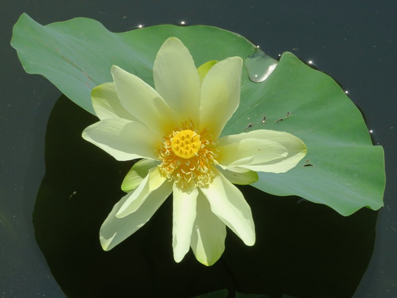 Overhead view of lotus flower