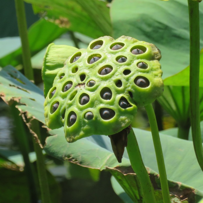 Lotus seeds in a pod