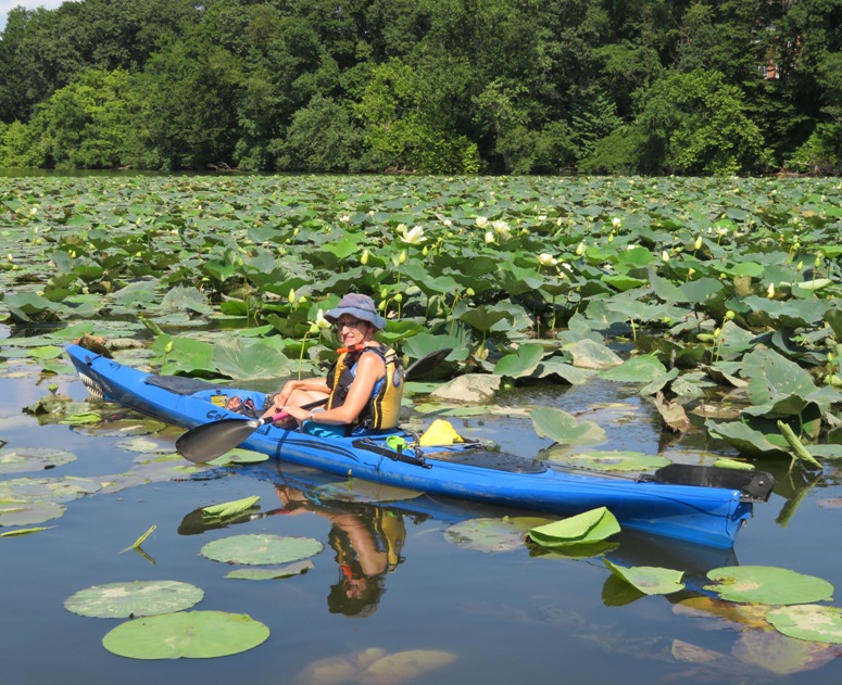 Norma kayaking by the lotuses