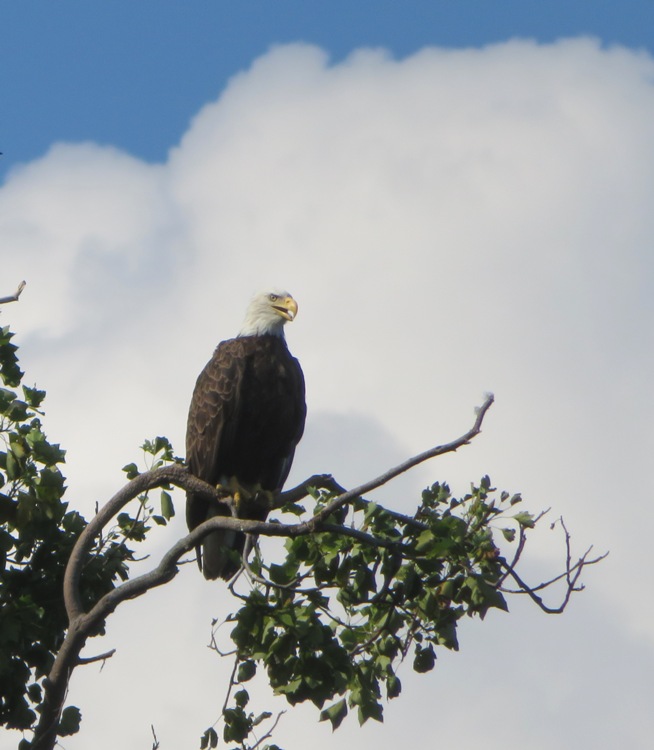 Bald eagle in tree with mouth open and white clouds behind