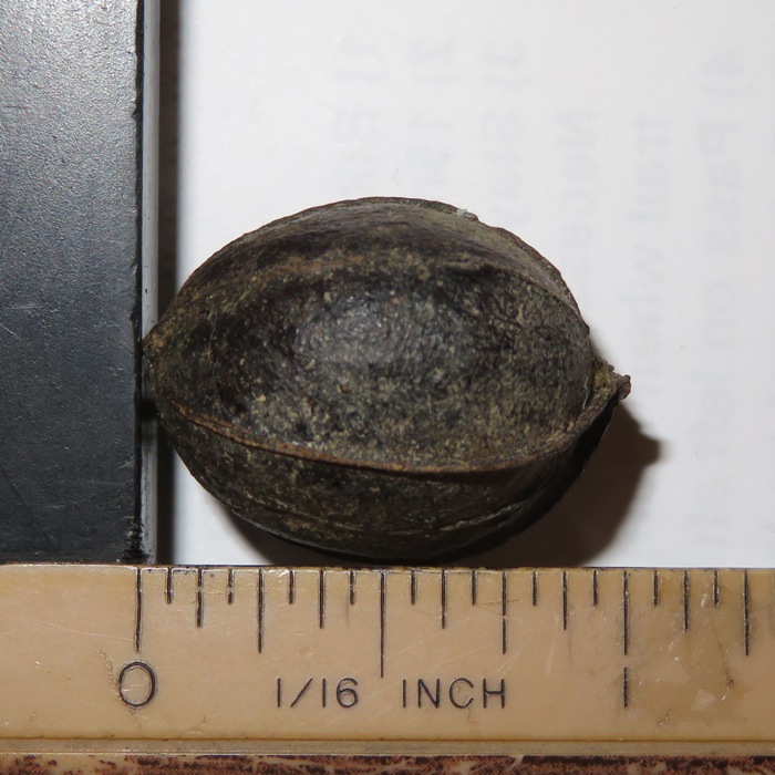 Lotus seed on ruler showing length