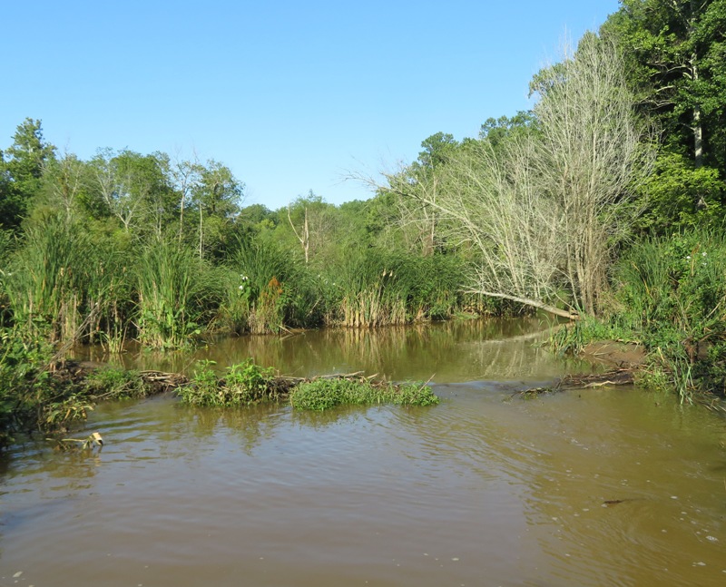 Almost submerged beaver dam