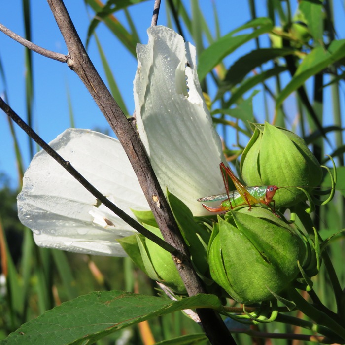 White swamp hibiscus flower with handsome meadow katydid