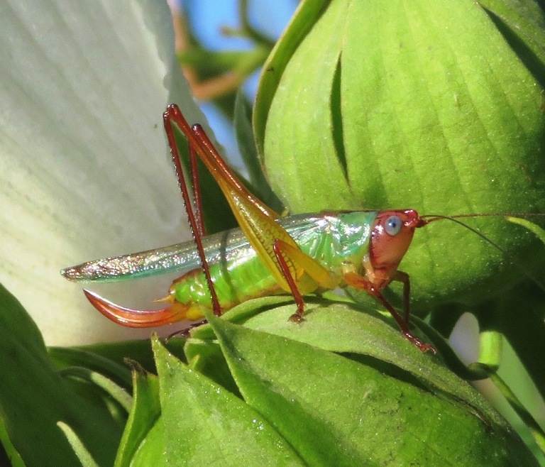 Closeup of handsome meadow katydid