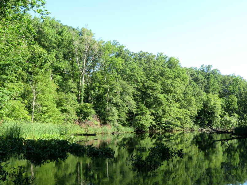 Tree-lined waterway of Scotts Cove