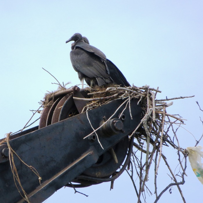 Two black vultures in nest at the top of a crane