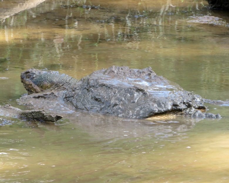 Snapping turtle covered in mud