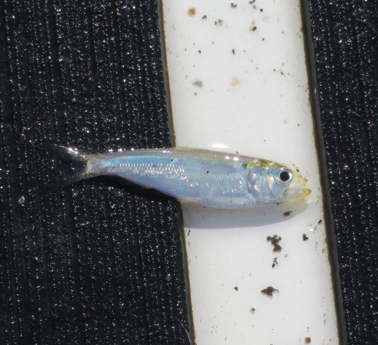 Small fish on my SUP