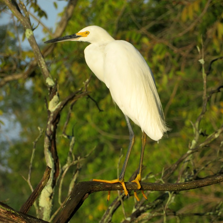 Snowy egret perched in tree