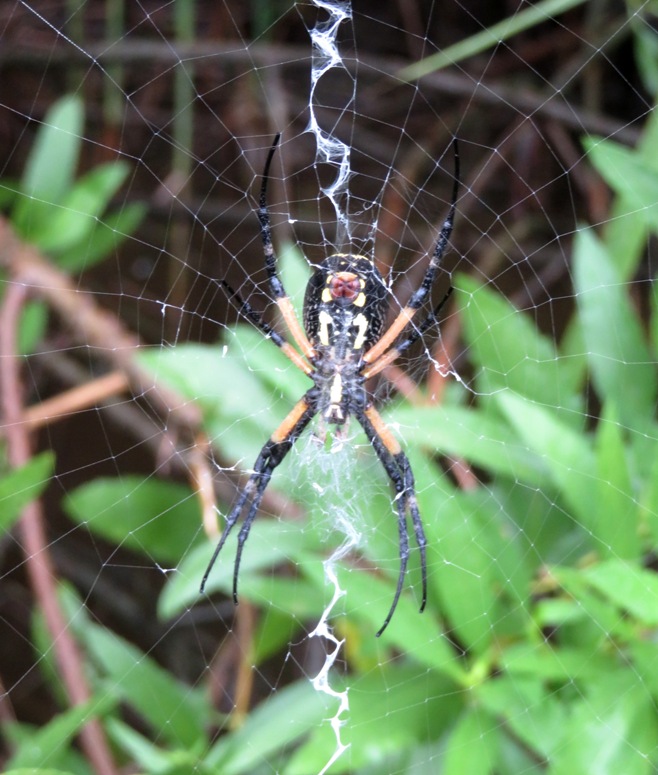 Writing spider in web showing spinneret
