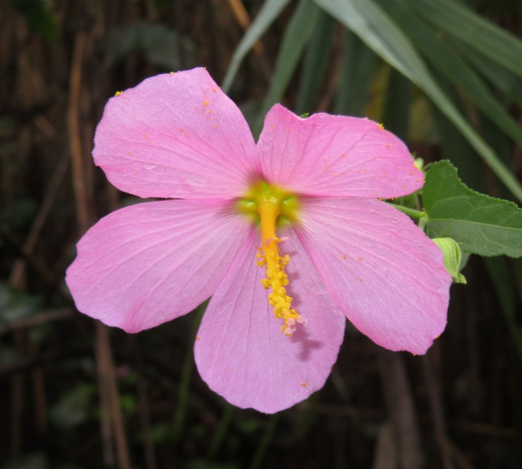 Pink salt marsh mallow flowers