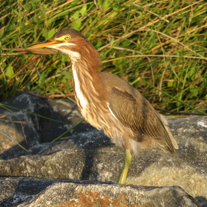 Green heron standing on rip rap