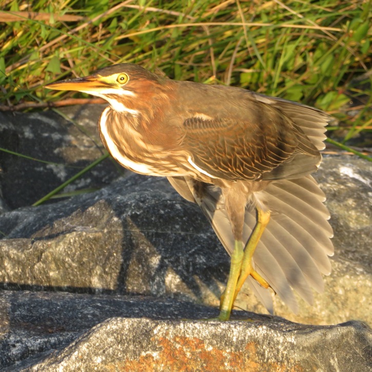 Green heron scratching an itch