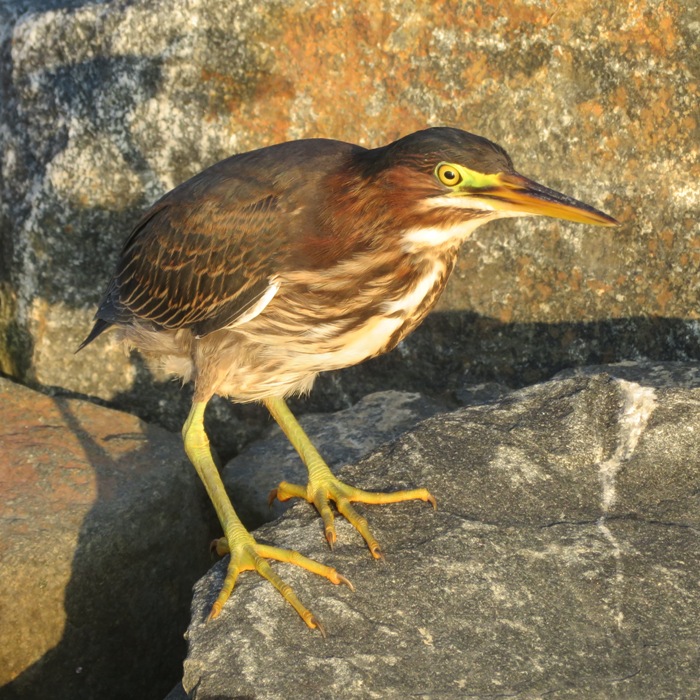 Looking down on green heron