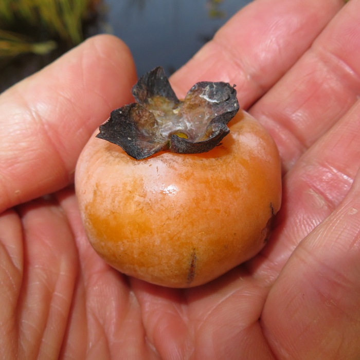 Persimmon fruit in hand