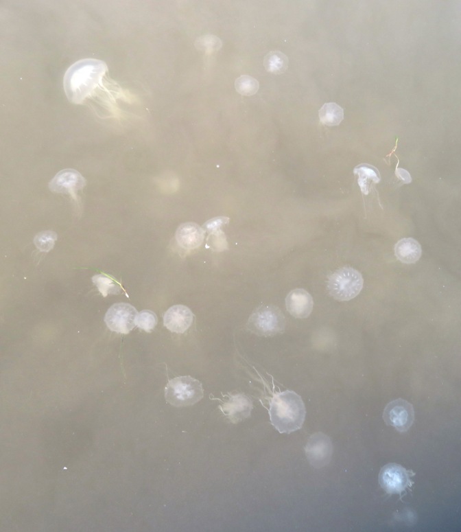 Several sea nettle jellyfish