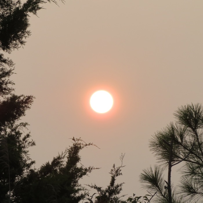 Hazy sun through the trees