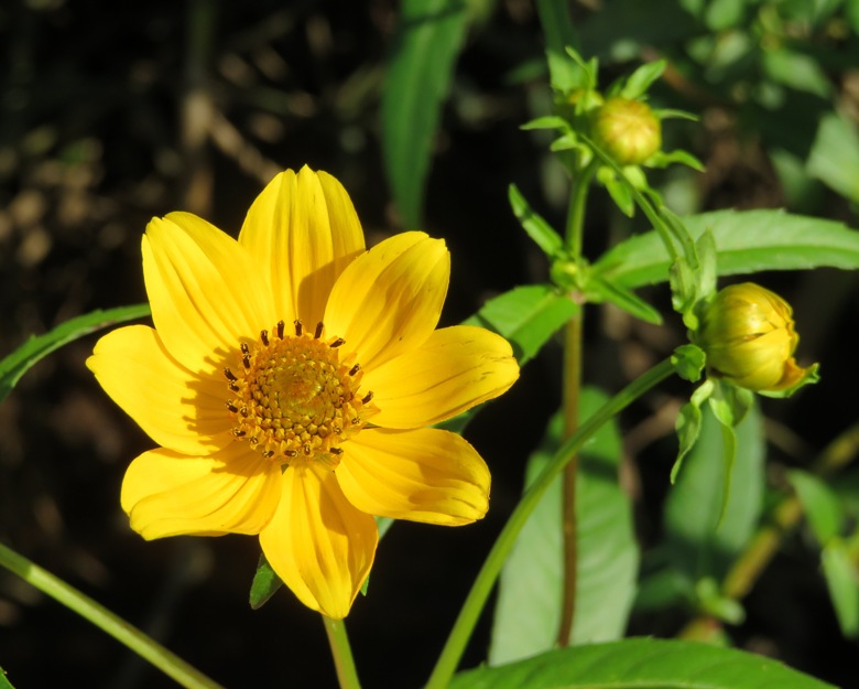 Close-up of marsh beggartick flower
