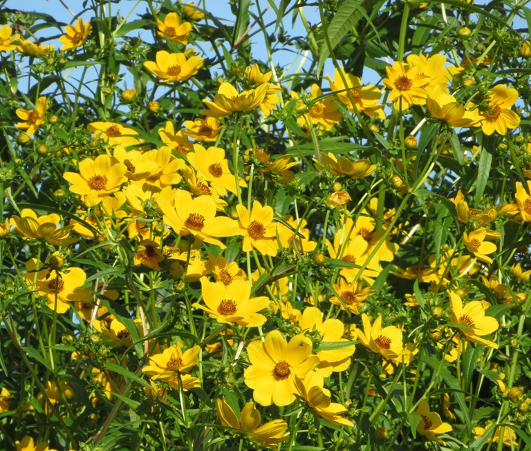 Large cluster of marsh beggartick flowers