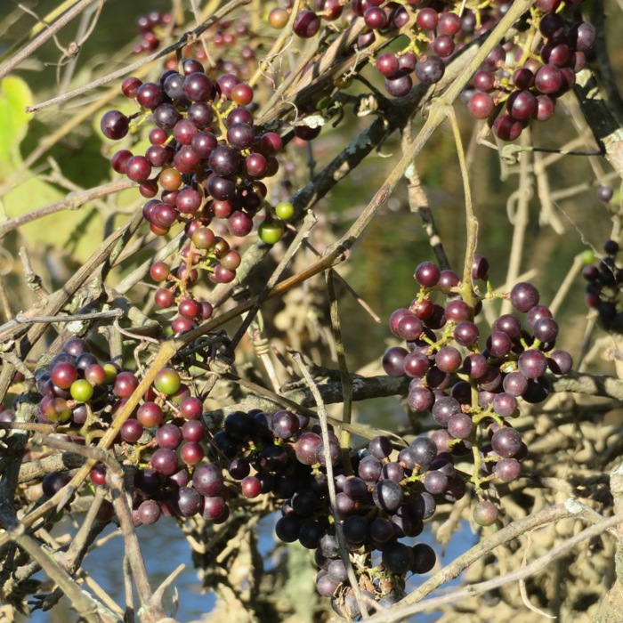 Wild grapes