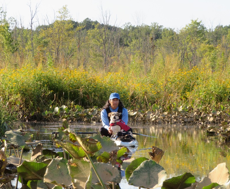 Daphne and me on SUP with marsh beggartick flowers and spatterdock all around